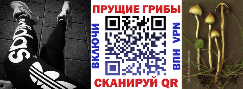 Галлюциногенные грибы прущие грибы где можно купить наркотик Игарка